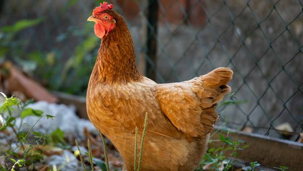 Bird flu leads to killing of about 1.8 million chickens in Nebraska