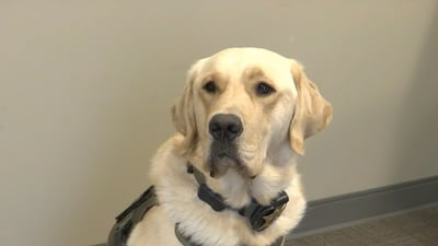 Mississippi’s first electronic-sniffing K-9 calls DeSoto County Sheriff’s Office home