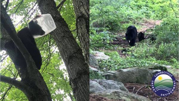 Bear cub saved after getting head stuck in plastic jug