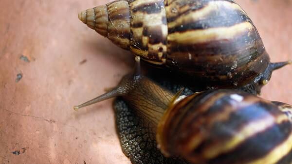 Invasive giant African land snail found in Florida can carry meningitis, officials warn