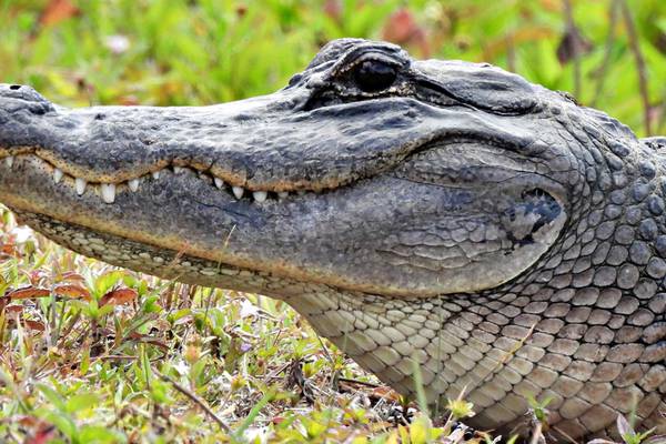 Elderly woman dies after alligator attack in Florida while walking dog