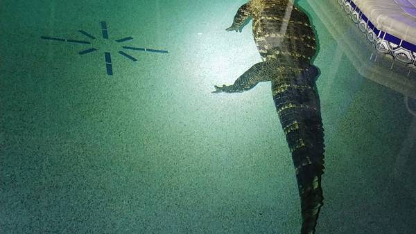 Photos: 10-foot alligator found in Florida family’s pool