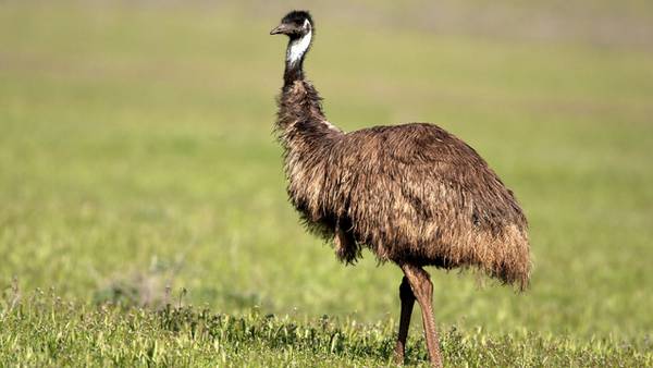 Emu stops traffic on Alabama highway