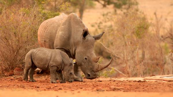 Zoo announces birth of white rhino