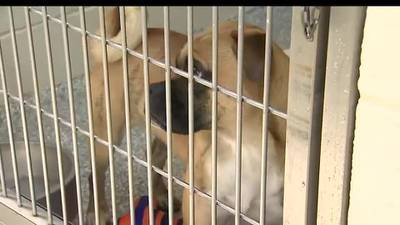 SEASON OF GIVING: Humane Society offering help keeping pets with families, healthy