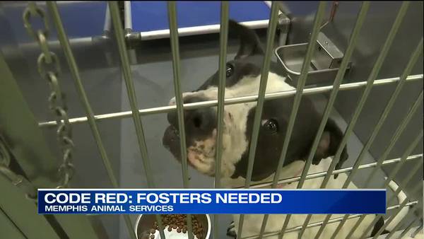 WATCH: MAS issues plea for fosters; no kennel space left