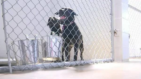 Local animal shelter scrambles to find homes for dogs after A/C goes out