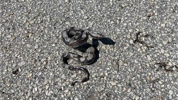 South Florida woman throws rubber snake at deputies after high-speed chase