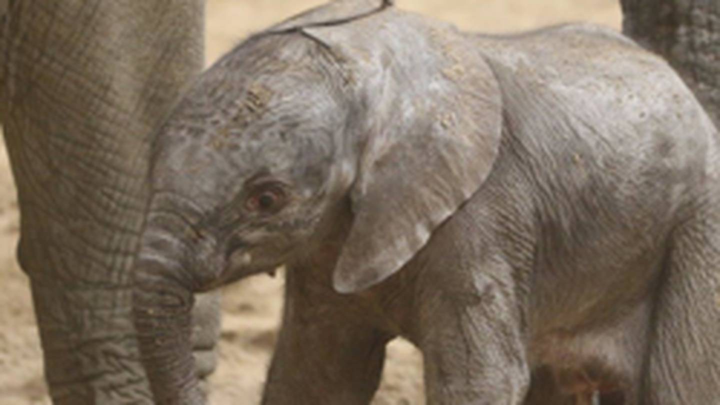 Omaha zoo welcomes baby elephant – FOX13 News Memphis