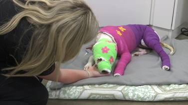 WATCH: Reward increased as dog set on fire is on the road to recovery