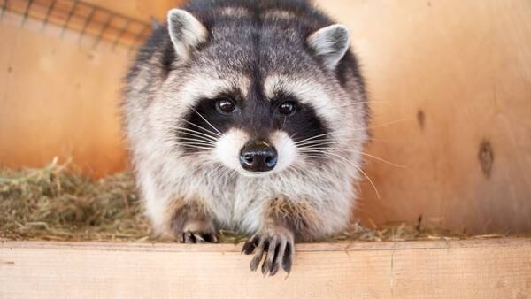Wild catch: Arkansas fan nabs raccoon during game against Vanderbilt