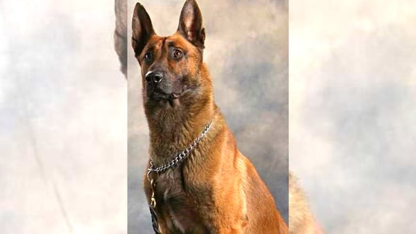 WATCH: Highly-decorated police K-9 dies: Southaven Police