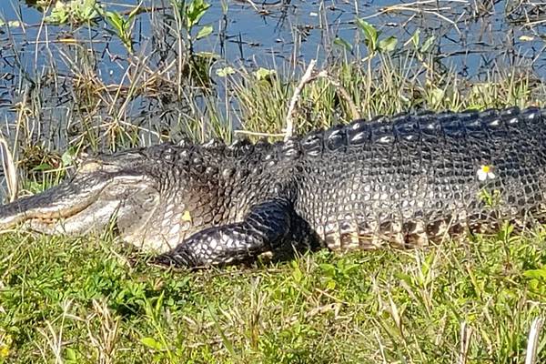 That’s no puppy: Florida woman jokes about finding alligator in garage