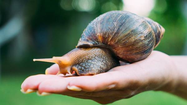 Giant African land snails: What you need to know