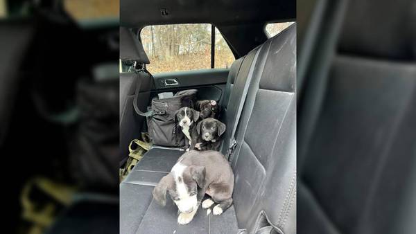 Man accused of dumping puppies along road