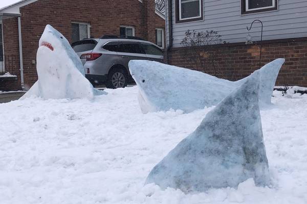 She’s going to need a bigger lawn: Art teacher creates sharks out of snow