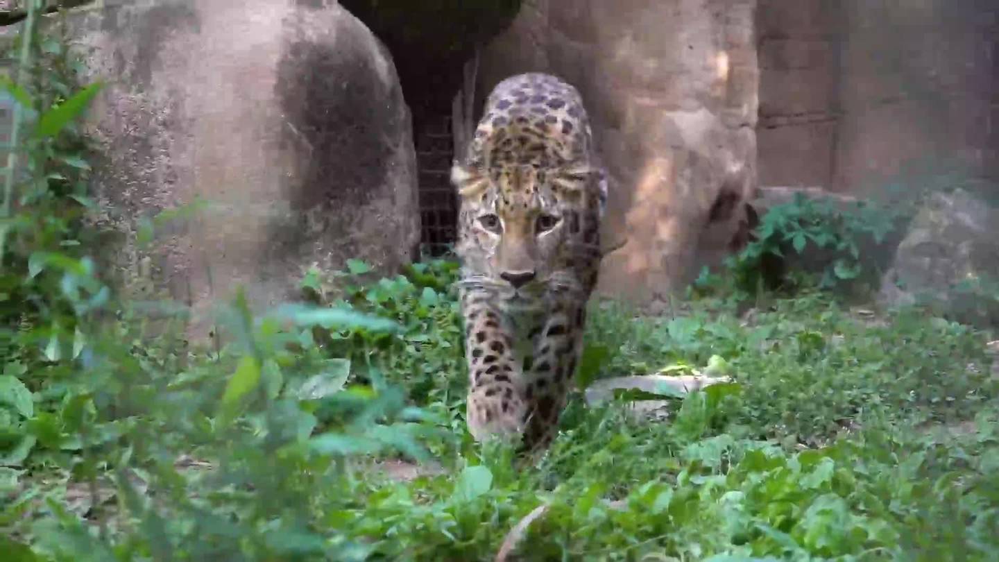 Memphis Zoo welcome endangered Amur leopard named Kira