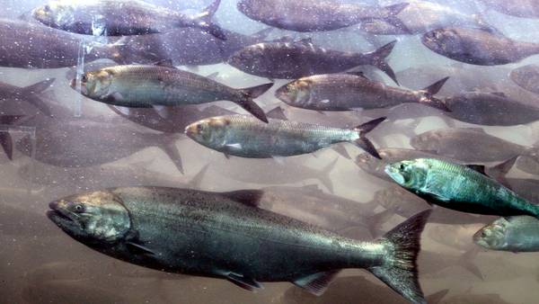 WATCH: How fish are affected by the dropping Mississippi River water levels