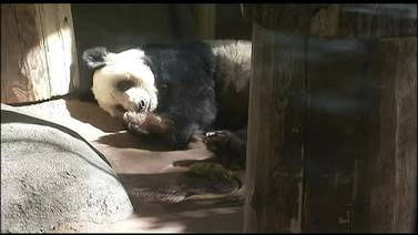 WATCH: Memphis Zoo Giant Panda “Le Le” dies