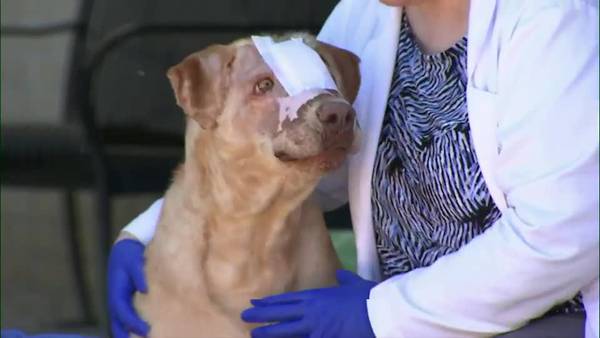 Buddy the Dog continues remarkable recovery nearly half a year after being burned