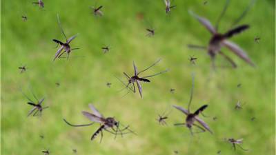 How Shelby County is working to take a bite out of mosquitoes this summer