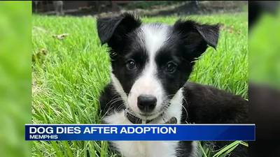 Family urges caution after Petland-bought puppy dies