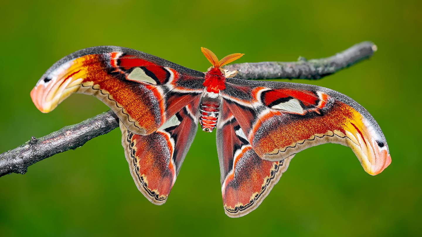 Massive atlas moth spotted for first time in US, officials say