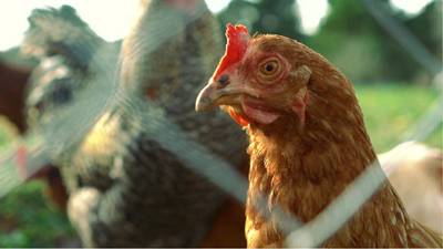 Nationwide bird flu outbreak leaves Mid-South farmers concerned