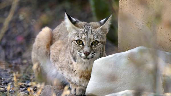 Elderly man attacked by bobcat inside Vermont home