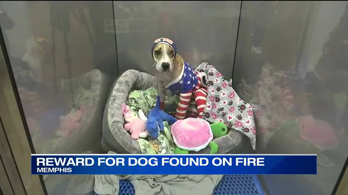 $16,000: Reward Increases after Dog Set on Fire