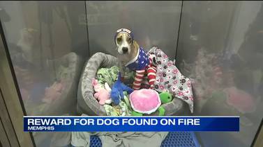 WATCH: $16,000: Reward Increases after Dog Set on Fire