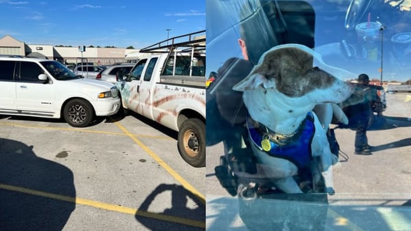 Police find dog behind the wheel of a truck involved in a crash in Texas
