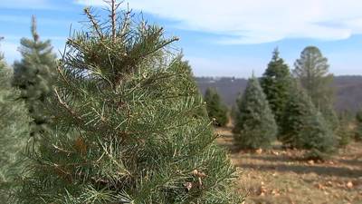 Want a Christmas tree? Hurry up and get one before it’s too late